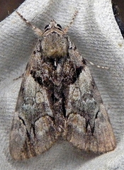 Catocala blandula