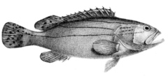 Striped Grouper photo 3