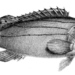 Striped Grouper - Photo George Henry Ford
, no known copyright restrictions (public domain)