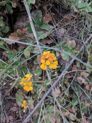 Erysimum asperum