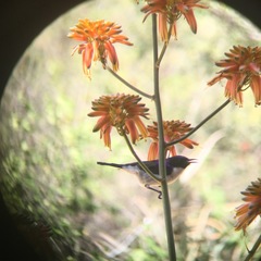 Anthreptes orientalis