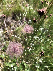 Geum montanum