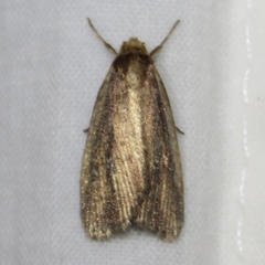 Macrochilo orciferalis