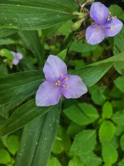 Tradescantia subaspera