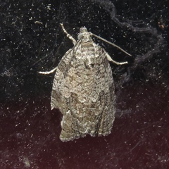 Apotomis removana