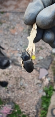 Dorcus parallelipipedus