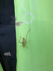 Leptophyes punctatissima