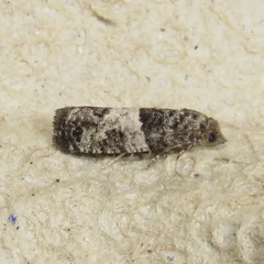 Spilonota ocellana