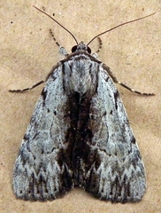 Catocala andromedae