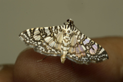 Glyphodes onychinalis