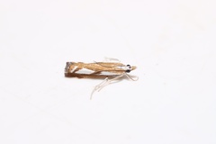 Catoptria latiradiellus