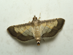 Spilomelini