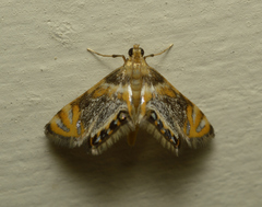Nymphicula