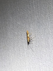 Caloptilia packardella