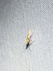 Caloptilia packardella