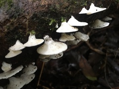 Gloeoporus phlebophorus