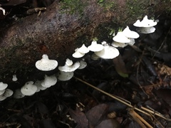 Gloeoporus phlebophorus