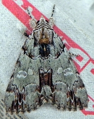 Catocala praeclara