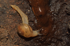 Cryptaustenia