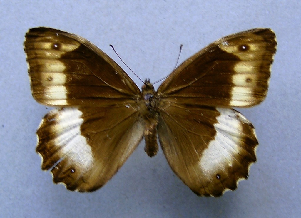 Woodland Grayling