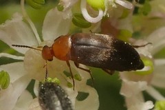 Anaspis flava