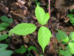 Rubus dasyphyllus