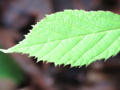 Rubus dasyphyllus