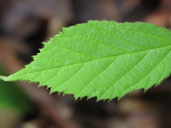 Rubus dasyphyllus