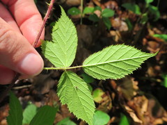 Rubus dasyphyllus