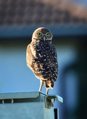 Athene cunicularia floridana