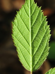 Rubus dasyphyllus