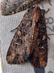 Apamea apamiformis