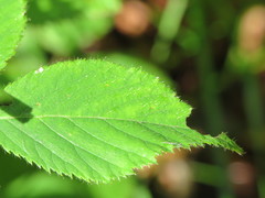 Rubus dasyphyllus