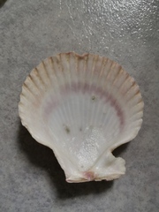 Mimachlamys varia