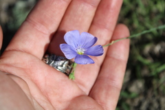 Linum squamulosum