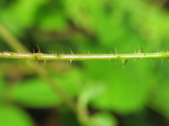 Rubus dasyphyllus
