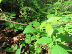 Rubus dasyphyllus
