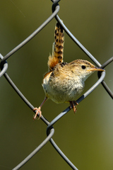 Sedge Wren photo 5
