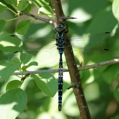 Aeshna constricta