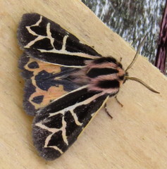 Apantesis williamsii