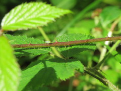 Rubus dasyphyllus