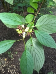 Cornus alba