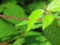Rubus dasyphyllus