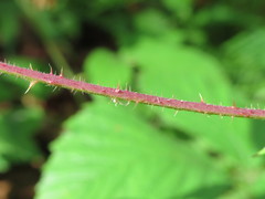 Rubus dasyphyllus