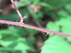Rubus dasyphyllus