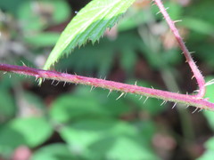 Rubus dasyphyllus