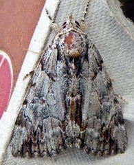 Catocala praeclara