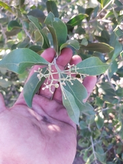 Olea capensis enervis