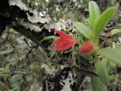 Fernandezia lanceolata