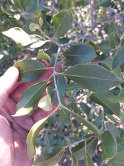 Olea capensis enervis